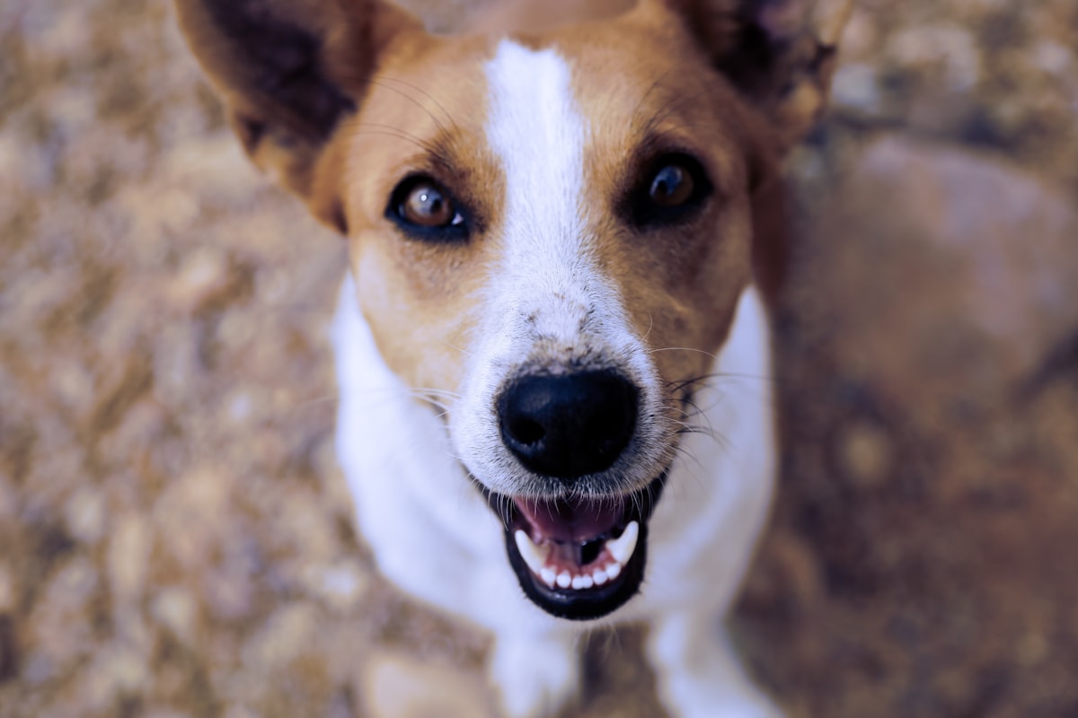 Pet Care AI App