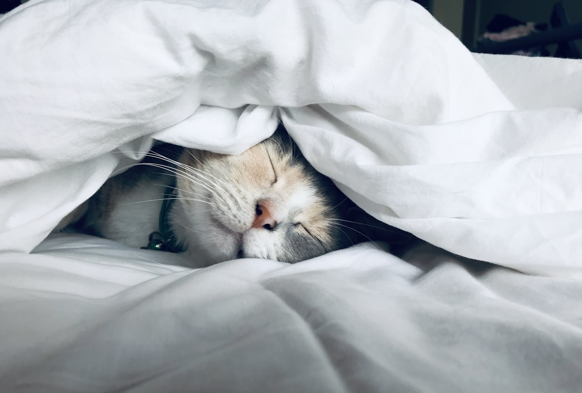 Pet Care AI App