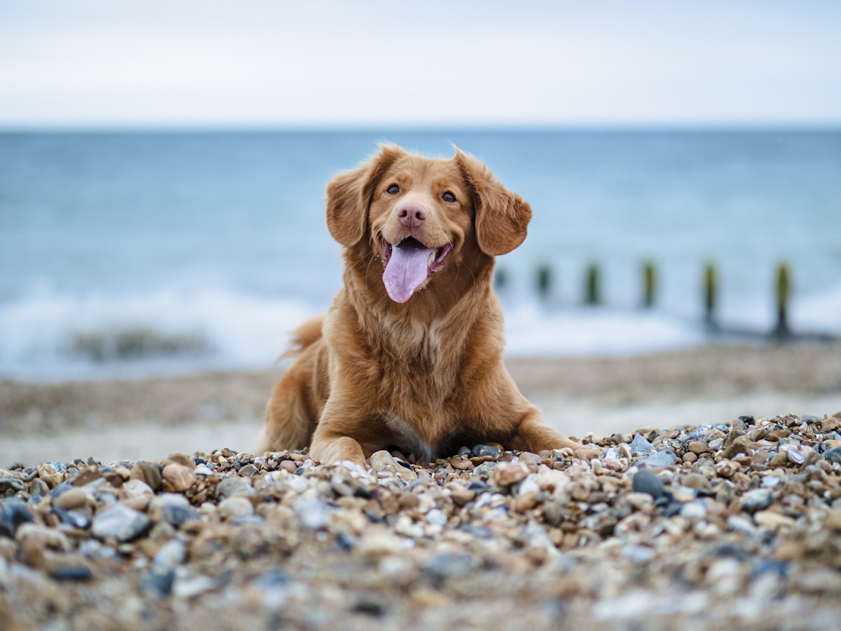 Pet Care AI App