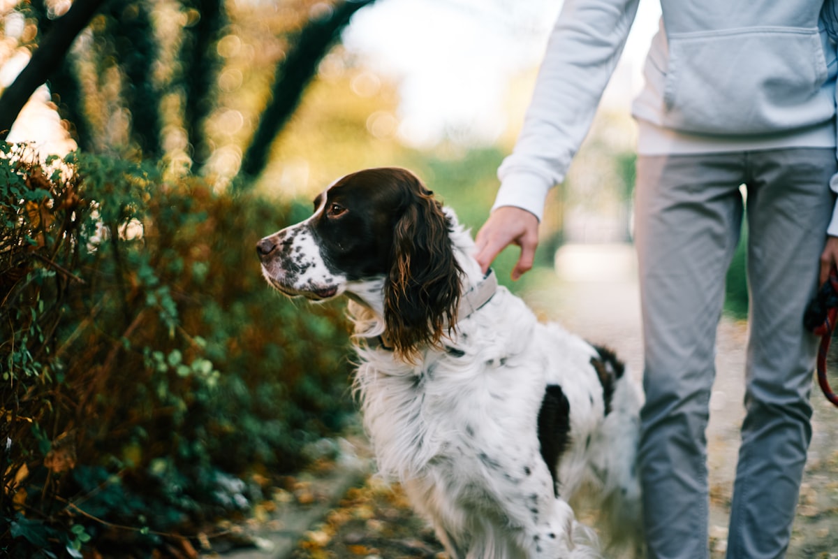 Pet Care AI App